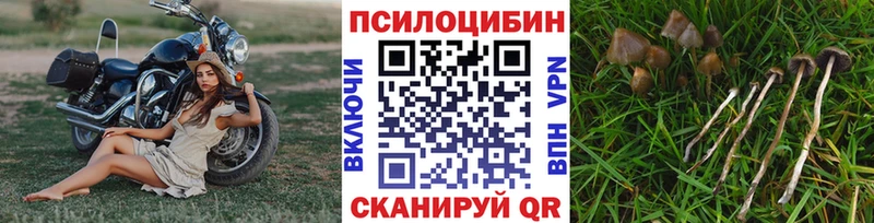 Псилоцибиновые грибы Cubensis  Белоярский 
